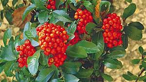 Image result for Pycnosphaera buchananii