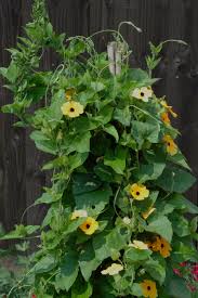 Image result for Thunbergia annua