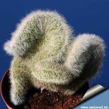 The silver torch likes to be kept dry during the winter and will rot with too much water. Cleistocactus Strausii Forma Cristata
