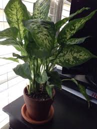 Dumb Cane Plant Dieffenbachia Sp This Appears To Be A Dumb Cane Plant One Of The World S Favorite Houseplants Container Plants Plants Plant Identification