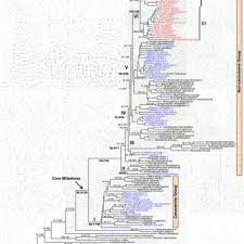 Image result for Millettia makondensis