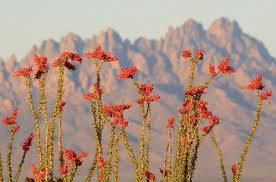 Phone unfortunately the order did not make it in time due to the time line that i had given them. 7 Hot Spots In Las Cruces N M