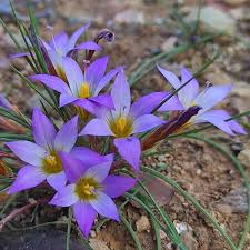 Image result for Romulea