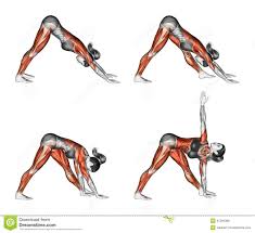Yoga Exercise Triangle Pose Trikonasana Female Yoga Fitness Yoga Anatomy Yoga