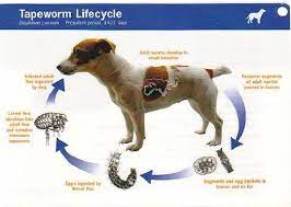 Dog heartworm (dog worms types) infection is diagnosed with a blood test. Tapeworms In Dogs Inside Out Dog Training