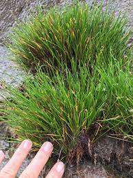 Image result for Isolepis sp.no.1