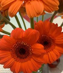 Pin On Flower Power 2