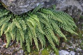 Image result for Asplenium simii