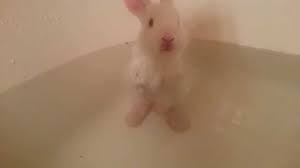 In general, baby baths come in various styles and forms, allowing you to pick one that. Baby Bunny Bath Time Youtube