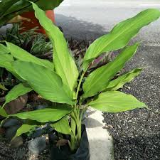 Daun Kunyit Home Furniture Gardening On Carousell