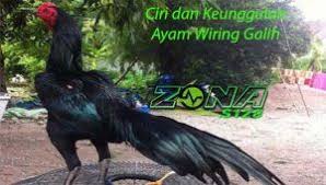 Keunggulan Ayam Wiring Galih Dari Kitab Primbon Jawa Kuno In 2020 Wire Ciri Animals