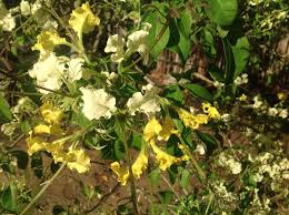 Image result for Cladostemon kirkii