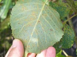 Spittle bugs and aphids feed on the sap and cause leaf loss. What S Wrong With My Plant Garden University Of Minnesota Extension