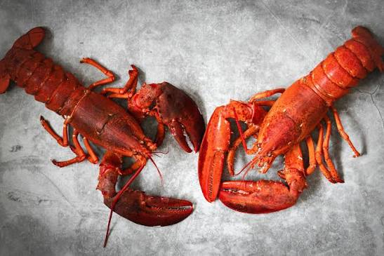 A Day in the Life of a Lobster — Timoti's