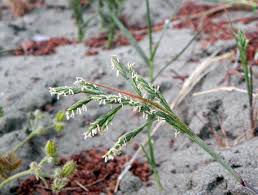 Image result for Rhytachne robusta