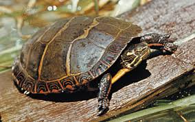 Reptiles are members of the animal class reptilia. Reptile Definition Characteristics Examples Facts Britannica
