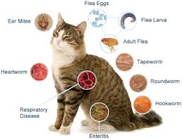 Über 7 millionen englische bücher. Fleas Ticks And Worms St Clair East Animal Hospital