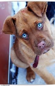 Blue Eyed Pup Yavru Kopek Kopek Hayvanlar
