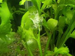 溶ける水草 アクアリウム はじめました 楽天ブログ