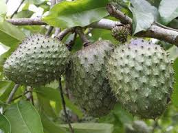 Fruit Names A Z With Pictures Fruit Names Starting With M Fruit Fruits Images Fruit Names