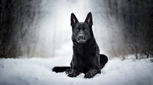 Maybe you would like to learn more about one of these? Hd Wallpaper Dogs German Shepherd Snow Wallpaper Flare