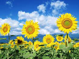 Beautiful Sunflowers Sunflower Flower Sunflower Pictures Sunflower Photo
