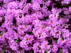 Praecox Rhododendron Plant Rhododendron Alpine Plants
