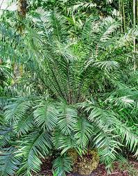 Image result for Encephalartos gratus
