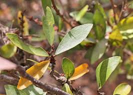 Image result for Cleistanthus