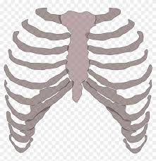 Find the perfect rib cage stock illustrations from getty images. Rib Cage Png Rib Cage Transparent Clipart 75517 Pikpng