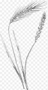 Grasses Common Wheat Drawing Barley Sketch Barley Branch Oat Png Pngegg Spring barley crop recipe can be purchased from a novice farmhand and an expert farmhand. grasses common wheat drawing barley
