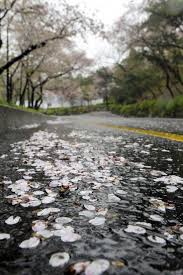 Secara historis, bunga mugunghwa telah tumbuh sebagai semak kebun di semenanjung korea sejak zaman kuno. Foto Taman Bunga Sakura Di Korea Ideku Unik