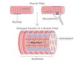 Human anatomy simplified with stunning illustrations. Getbodysmart Home Facebook