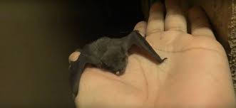 Image result for Bat Bite