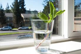 Maybe you would like to learn more about one of these? 10 Herbs You Can Buy Once Regrow Forever Food Hacks Wonderhowto
