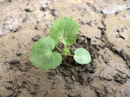 Flower Seedling Identification Winter Spring Edition Gardening For Beginners In 2020 Flower Seedlings