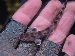 Very Small Baby Shark Cute Shark Baby Shark Leopard Shark