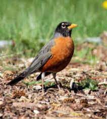 Maybe you would like to learn more about one of these? Wisconsin State Bird Robin
