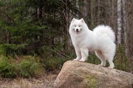 The samoyed is a large, white, and fluffy dog that looks like an overgrown pomeranian. Big White Dog Breeds Laptrinhx News