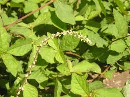 Image result for Cyathula prostrata