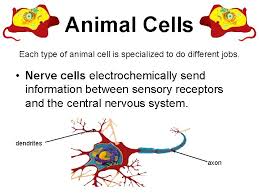 Check spelling or type a new query. Plant And Animal Cells Grade 4 Unit 3