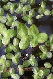 Image result for Lemna