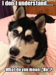 Rumpy Memes Rumpydog Husky Memes Husky Funny Funny Animals