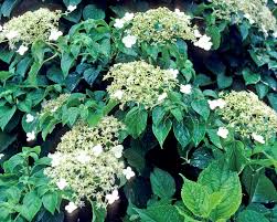 It should take a couple of years before the plant starts clinging for good to the fence and sending shoots upwards (and. Climbing Hydrangea Hydrangea Petiolaris Mygarden Com