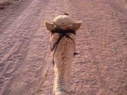 He feels they are sometimes neglected, when they could be tackled. Horny Camel Sounds Youtube