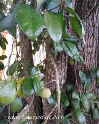 Image result for Garcinia punctata