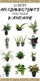 12 Best Air Cleaning Houseplants That Are Impossible To Kill No Green Thumbs Needed Air Cleaning Plants Plants Best Indoor Plants