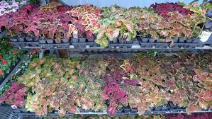 Image result for Coleus meyeri