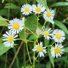 Image result for Oxyanthus strigosus