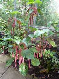 Image result for Acalypha hispida